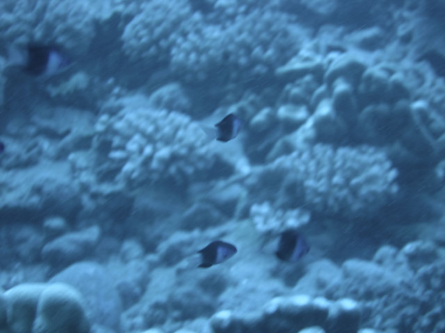 DSC00066