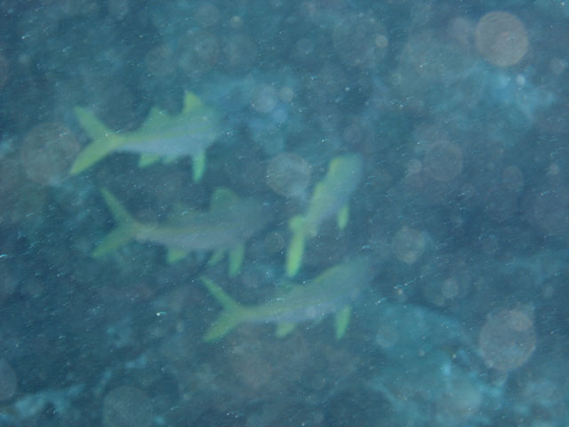 DSC00067