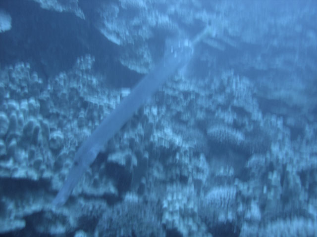 DSC00049