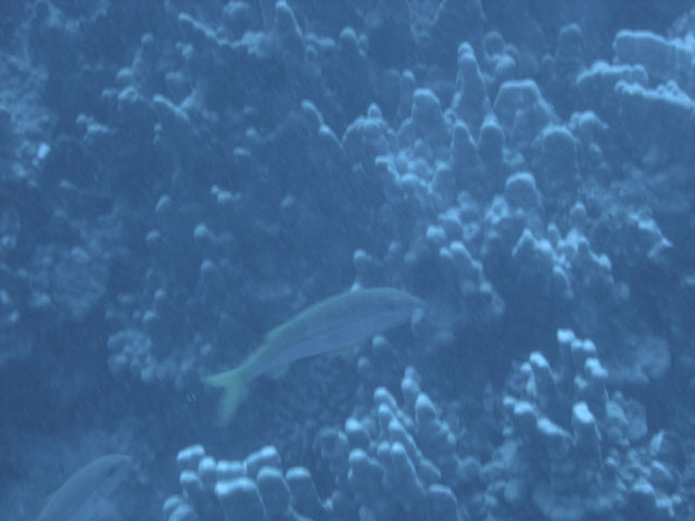 DSC00058